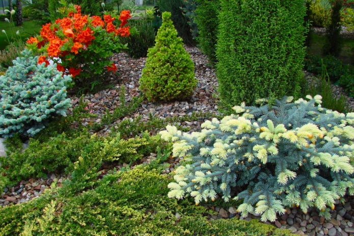 Какие растения выбрать для маленького сада?