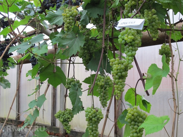 





Теплица для винограда: особенности и нюансы



