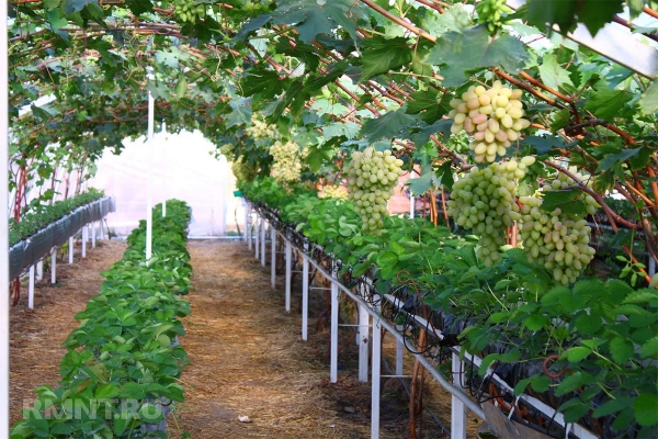 





Теплица для винограда: особенности и нюансы



