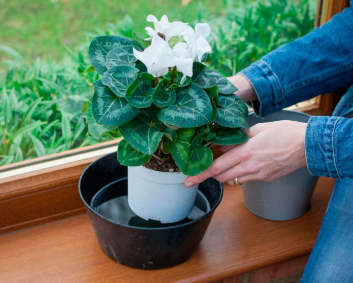 Как поливать комнатные растения во время отъезда?