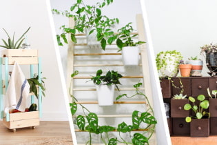Растения для маленькой квартиры