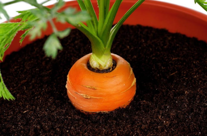 Какие овощи и фрукты можно вырастить на подоконнике?