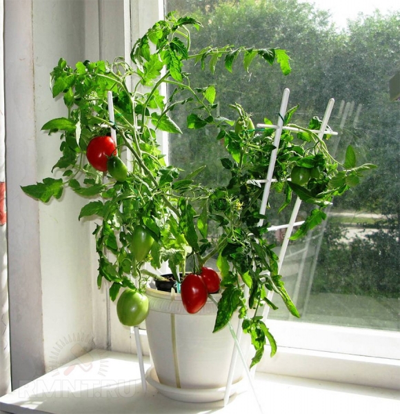 





Как вырастить томаты на подоконнике



