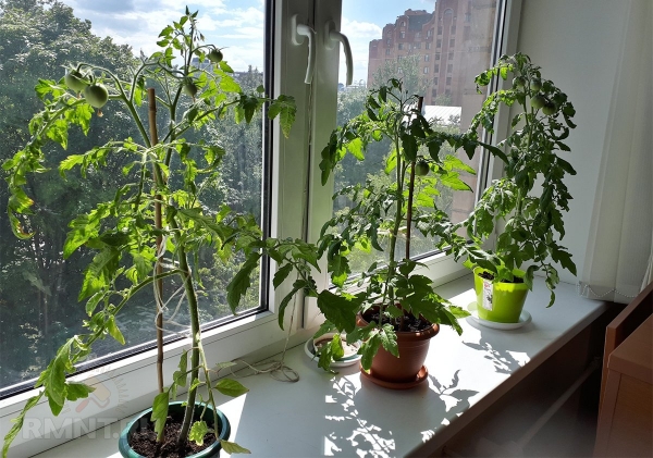 





Как вырастить томаты на подоконнике



