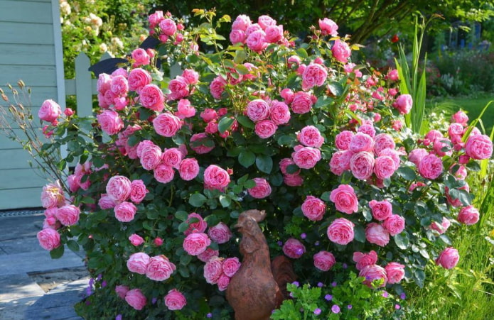8 очаровательных сортов роз, которые будут радовать цветением все лето