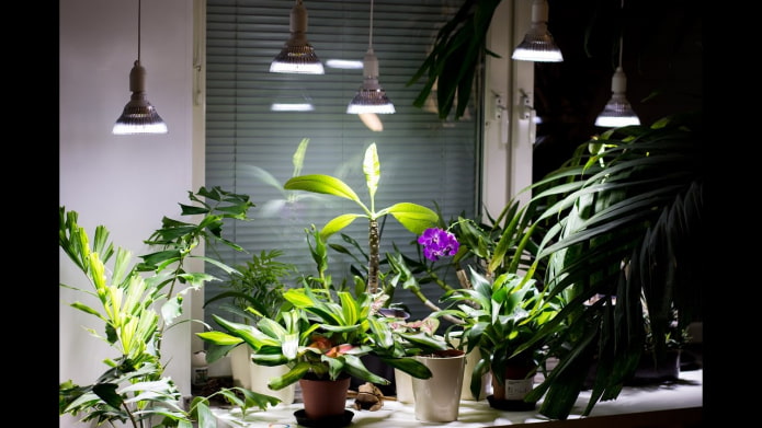 Зимний уход за комнатными растениями