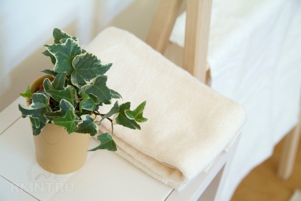





Растения в ванной комнате и душевой: зачем и какие



