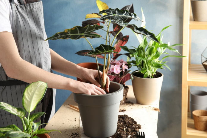 8 главных правил пересадки комнатных растений, которые лучше не нарушать
