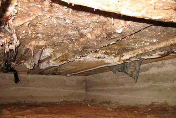 Грибок в подполье частного дома: как избавиться от опасных «агрессоров»