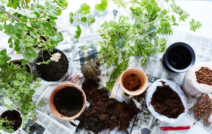 8 главных правил пересадки комнатных растений, которые лучше не нарушать