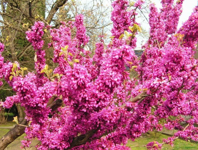 7 садовых кустарников, которые зацветут весной