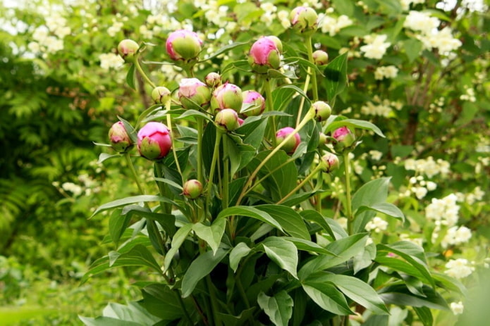 7 важных дел для пышного цветения пионов