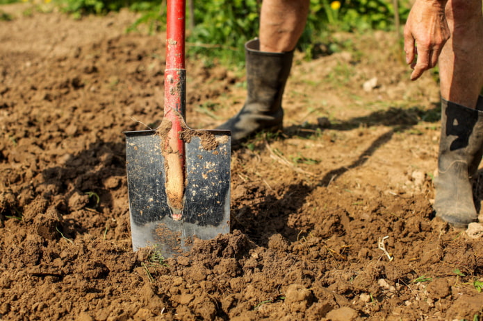 Нужно ли часто перекапывать почву?