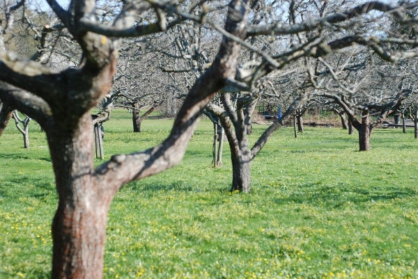 Обрезка яблони весной: подробная инструкция, которую нужно знать дачнику