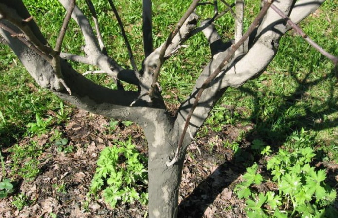 7 правил обрезки плодовых деревьев, которые важно соблюдать, чтобы урожай был достойным