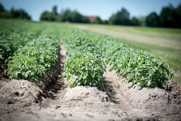 Секреты богатого урожая: 14 лучших удобрений для картофеля