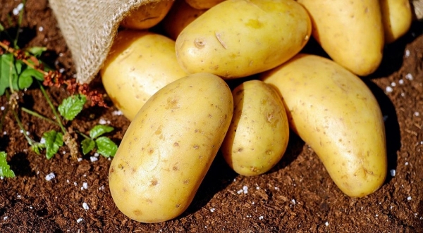 Секреты богатого урожая: 14 лучших удобрений для картофеля