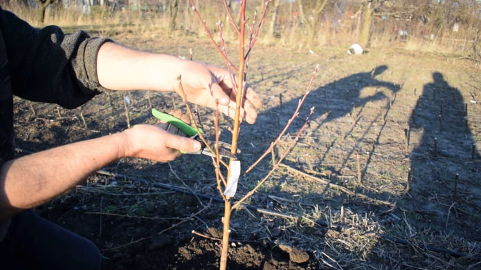 7 правил обрезки плодовых деревьев, которые важно соблюдать, чтобы урожай был достойным