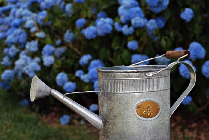 7 самых важных дел для пышного цветения гортензии, которые сможет повторить любой новичок