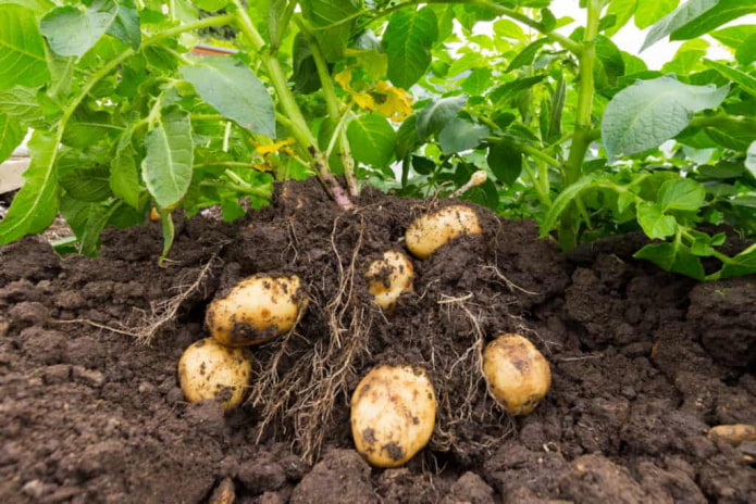 7 дельных советов для тех, кто хочет высокий урожай картофеля в этом сезоне