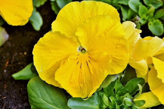 Растения с желтыми цветами