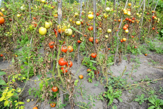 10 неочевидных ошибок выращивания помидоров, которые допускают даже опытные дачники