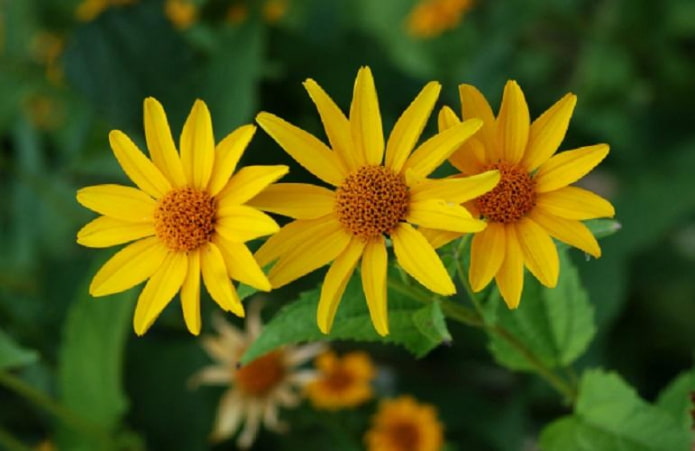 Растения с желтыми цветами