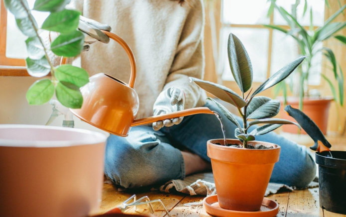 Как пересаживать комнатные растения?