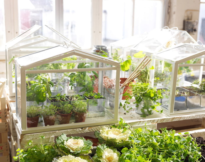 Как обустроить домашний огород в квартире?