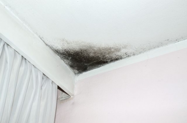 Как избавиться от плесени и грибка на потолке в квартире, частном доме