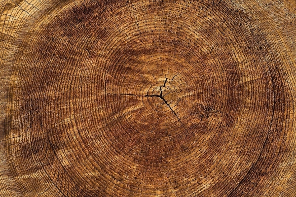 14 пород древесины, которые используют в строительстве (с описанием свойств и сравнением)