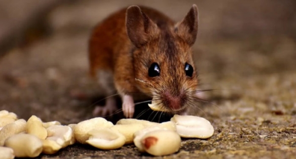 Как избавиться от мышей в погребе с картошкой: средства и способы борьбы