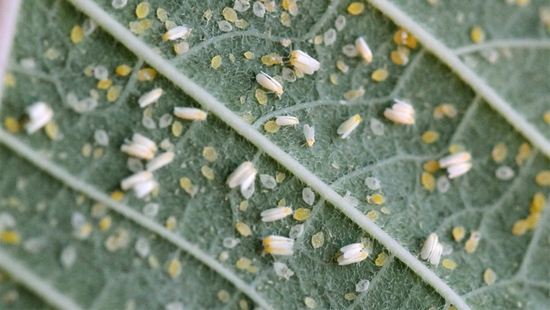 Белокрылка в теплице: как избавиться от насекомого с «неуемным аппетитом»